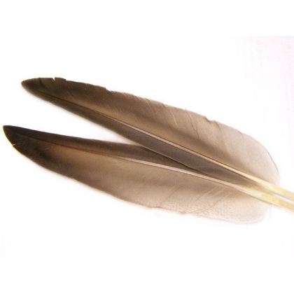 Lotki Mallard Duck Wing Quills Natural Grey Veniard FlyArtFishing materiały muchowe